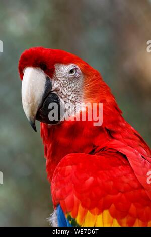 Mexico, Chiapas state, Las Guacamayas, scarlet macaw in Lacandona selva Stock Photo