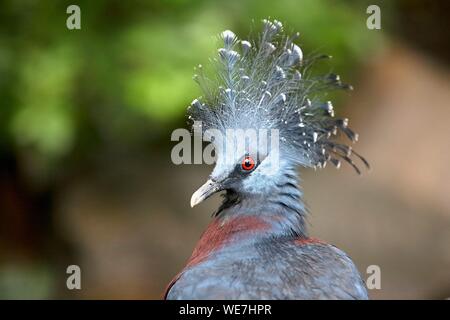 France, Vendee, Les Sables d'Olonne, Zoo des Sables, Columbidae, Western Crowned Pigeon (Goura cristata), Common Crowned Pigeon or Blue Crowned Pigeon Stock Photo