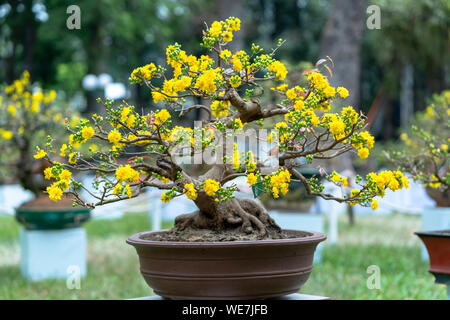 Apricot bonsai tree blooming with yellow flowering branches curving create  unique beauty. This is a special wrong tree symbolizes luck, prosperity  Stock Photo - Alamy