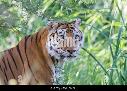 South Africa, Private reserve, Asian (Bengal) Tiger (Panthera tigris tigris), female adult Stock Photo