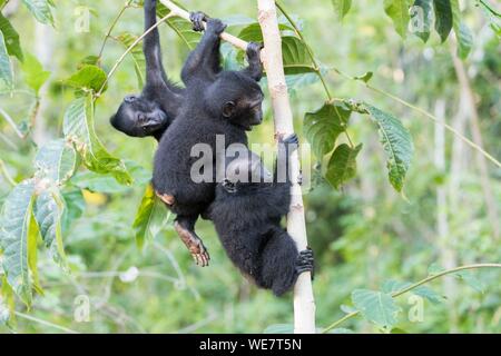 Indonesia, Celebes, Sulawesi, Tangkoko National Park, Celebes crested macaque or crested black macaque, Sulawesi crested macaque, or the black ape (Macaca nigra), Young Stock Photo