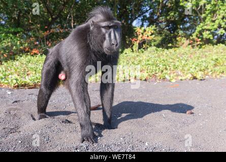 Indonesia, Celebes, Sulawesi, Tangkoko National Park, Celebes crested macaque or crested black macaque, Sulawesi crested macaque, or the black ape (Macaca nigra), Adult male Stock Photo