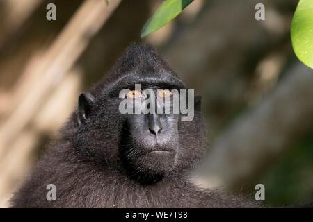 Indonesia, Celebes, Sulawesi, Tangkoko National Park, Celebes crested macaque or crested black macaque, Sulawesi crested macaque, or the black ape (Macaca nigra) Stock Photo