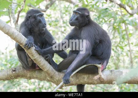 Indonesia, Celebes, Sulawesi, Tangkoko National Park, Celebes crested macaque or crested black macaque, Sulawesi crested macaque, or the black ape (Macaca nigra), Mother and baby Stock Photo