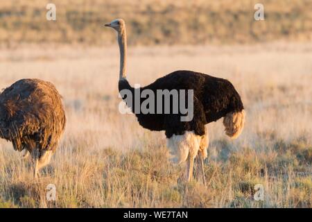 South Africa, Upper Karoo, Ostrich or common ostrich (Struthio camelus), in the savannah, the male is black, the female is brown in color Stock Photo