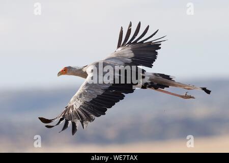 South Africa, Private reserve, Secretarybird or secretary bird (Sagittarius serpentarius), in flight Stock Photo