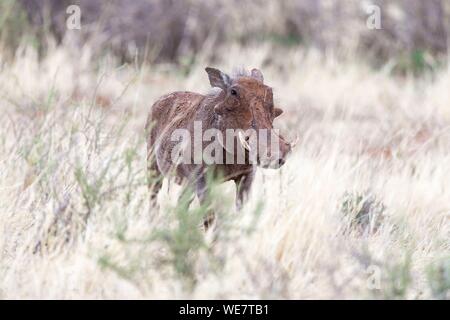 South Africa, Private reserve, Common warthog (Phacochoerus africanus), adult Stock Photo