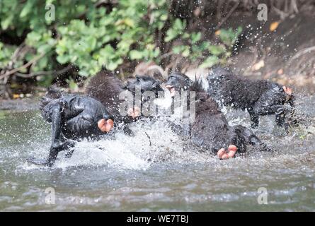 Indonesia, Celebes, Sulawesi, Tangkoko National Park, Celebes crested macaque or crested black macaque, Sulawesi crested macaque, or the black ape (Macaca nigra), in the river Stock Photo