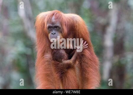 Indonesia, Borneo, Tanjung Puting National Park, Bornean orangutan (Pongo pygmaeus pygmaeus), Adult female with a baby Stock Photo