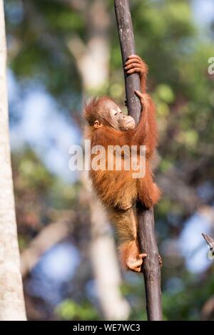 Indonesia, Borneo, Tanjung Puting National Park, Bornean orangutan (Pongo pygmaeus pygmaeus), Young Stock Photo