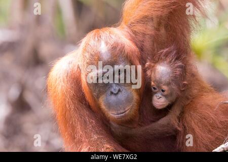 Indonesia, Borneo, Tanjung Puting National Park, Bornean orangutan (Pongo pygmaeus pygmaeus), Adult female with a baby Stock Photo