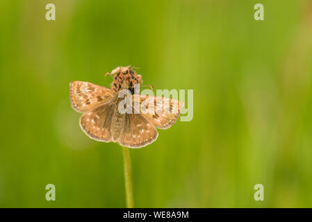 A close-up of a dingy skipper (Erynnis tages) butterfly at Draycott Sleights in the Mendip Hills, Somerset, England. Stock Photo