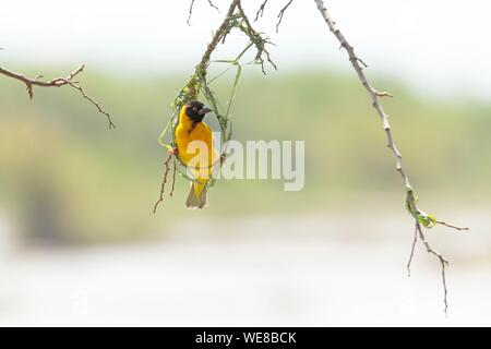 Burundi, Rusizi National Park, Village Weaver (Ploceus cucullatus) Stock Photo