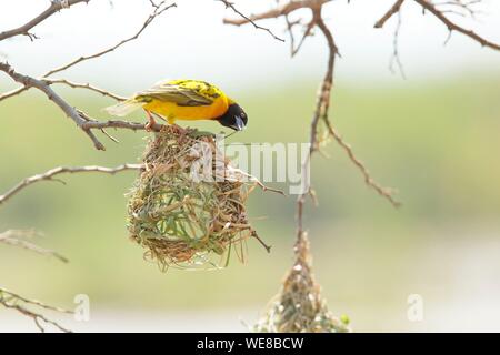 Burundi, Rusizi National Park, Village Weaver (Ploceus cucullatus) Stock Photo