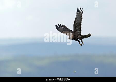 Burundi, Ruvubu National Park, Lesser Spotted Eagle (Clanga pomarina) Stock Photo