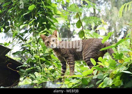 Tabby cat walking in green leaf bush on wall, Black and brown stripes on the pet body