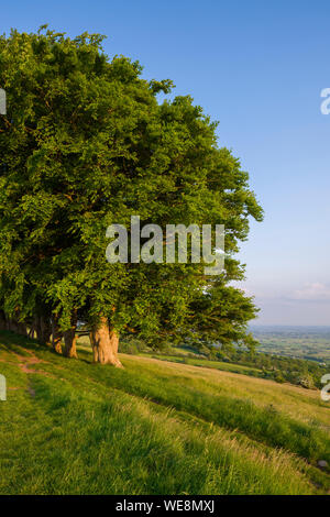 The row of beech trees on Draycott Sleights in the Mendip Hills National Landscape, Somerset, England. Stock Photo