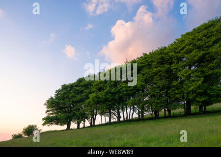 Sunset from the beech trees on Draycott Sleights in the Mendip Hills National Landscape, Somerset, England. Stock Photo