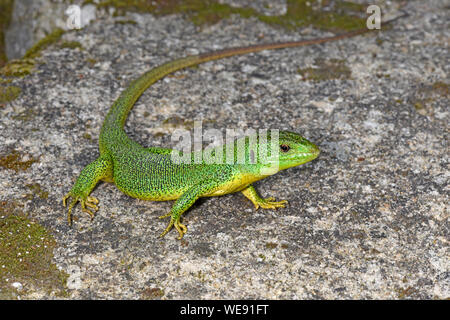 Balkan Green Lizard (Lacerta trilineata) male on rock, Bulgaria, April Stock Photo