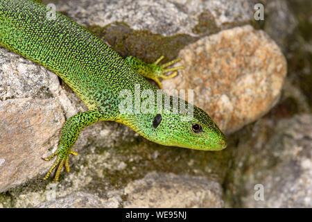 Balkan Green Lizard (Lacerta trilineata) male on rock, Bulgaria, April Stock Photo