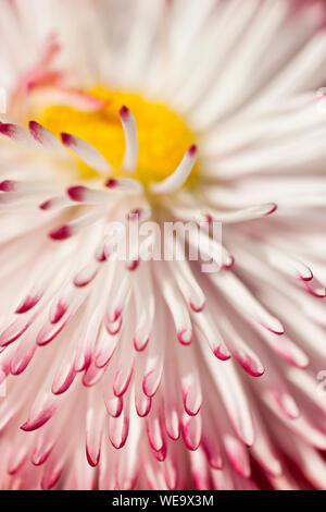 Modern close up image of a Daisy flower Stock Photo