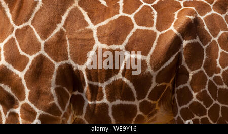 Abstract close up of an Articulated Giraffe's coat pattern Stock Photo