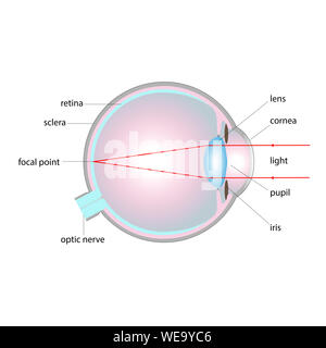 Human eye, normal vision Stock Photo - Alamy