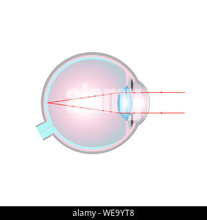 Cross-section of the human eye Stock Photo - Alamy