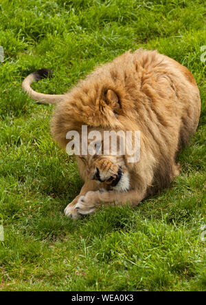 A male Lion chewing meat and showing his teeth Stock Photo