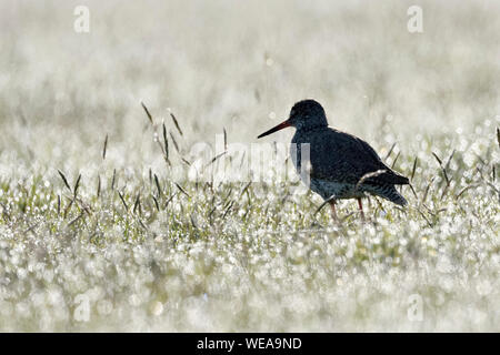 Common Redshank / Rotschenkel ( Tringa totanus ), resting in a meadow covered with dew drops, silver shining, backlit situation, wildlife, Europe. Stock Photo