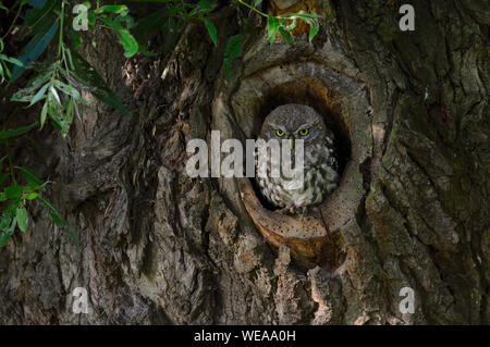 Little Owl / Minervas Owl / Steinkauz ( Athene noctua ) sitting, resting in, watching out of natural tree hollow in old pollard willow, wildlife Europ Stock Photo