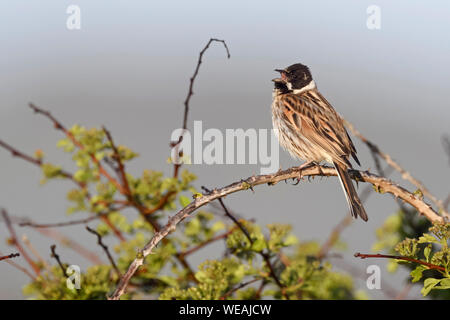 Reed Bunting  / Rohrammer ( Emberiza schoeniclus ), adult male, perched on top of a bush, early in the morning, singing, wildlife, Europe.