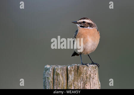 Whinchat / Braunkehlchen ( Saxicola rubetra ) male perched on a fencepost, breeding dress, typical bird of open land, endangered, wildilfe, Europe. Stock Photo