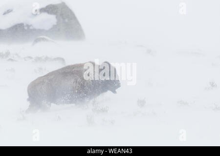 American Bison / Amerikanischer Bison ( Bison bison ) in a blizzard, harsh winter weather, walking through blowing snow, Yellowstone NP, Wyoming, USA. Stock Photo