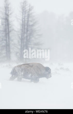 American bison / Amerikanischer Bison ( Bison bison ) in a blizzard, single adult, walking through blowing snow, Yellowstone National Park, Wyoming, U Stock Photo