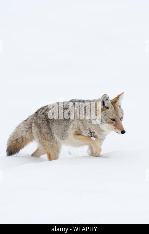 Coyote / Kojote ( Canis latrans ) in winter, walking through deep snow, seems to be exhausted, Yellowstone Area, Wyoming, USA. Stock Photo