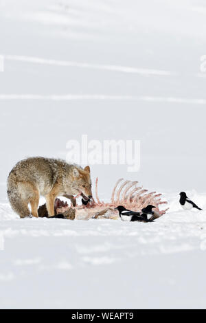 Coyote / Kojote ( Canis latrans ) in winter, feeding on a carcass, probably a wolf kill, together with magpies in high snow, Yellowstone National Park Stock Photo