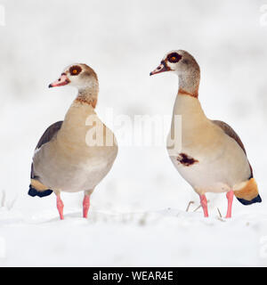 Egyptian Geese / Nilgaense (Alopochen aegyptiacus) pair, couple in winter, standing next to each other in fresh fallen snow, watching, wildlife, Europ Stock Photo