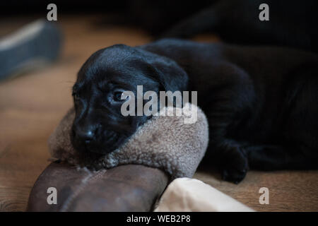 Tiny Labrador puppy rests its head on a slipper Stock Photo
