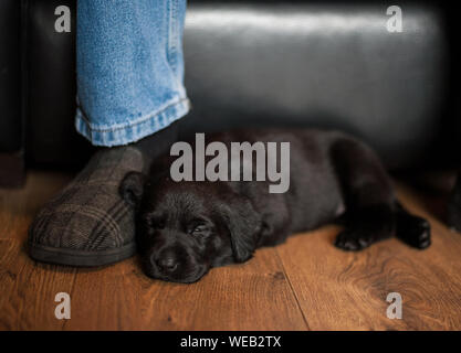 Tired puppy snoozes on its owners slipper Stock Photo