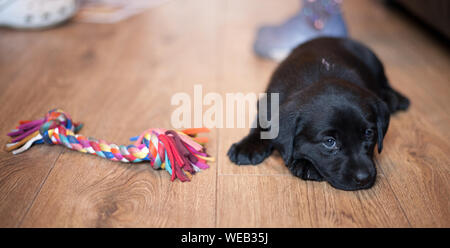 Tired Puppy rests near its chew toy Stock Photo