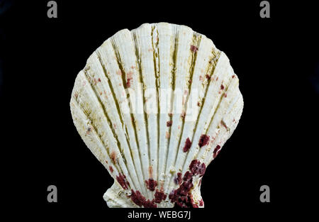 Macro image showing the oval shape of a seashell , isolated on black background Stock Photo