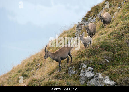 A group of Alpine Ibex / Steinbock / Alpensteinbock ( Capra ibex ) moving down a hill towards the valley. Stock Photo