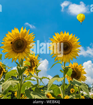 Two Sunflowers on Blue Stock Photo
