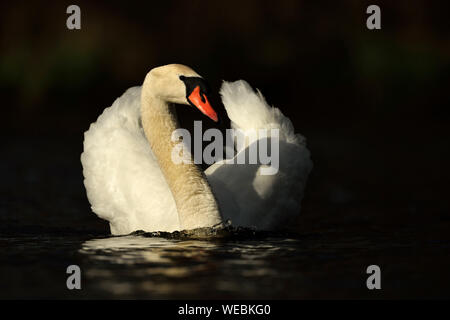 Mute Swan / Hoeckerschwan ( Cygnus olor ) swimming, half opened wings, elegant, in perfect light, frontal view, clean background. Stock Photo