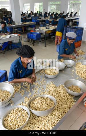 INDIA Karnataka Moodbidri cashew processing factory imported raw cashew nuts from africa are processed to peeled and salted cashew kernels for export women sorting different qualities and size Stock P...