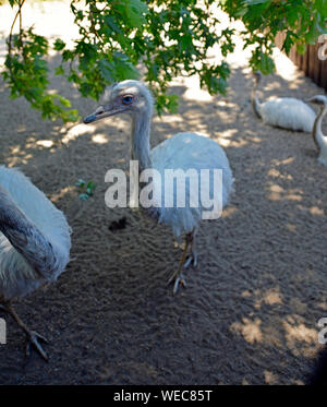 Beautiful teenagers ostrich at the zoo. Stock Photo