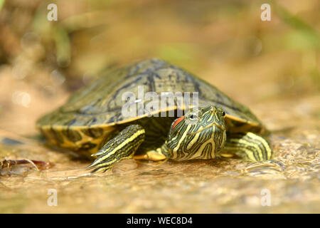 Red-eared Slider Terrapin (Trachemys scripta elegans) moving through water, Bulgaria, April Stock Photo