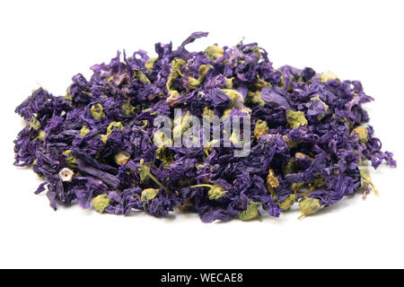 Dried lavender flowers (Lavandula angustifolia) on a white background Stock Photo
