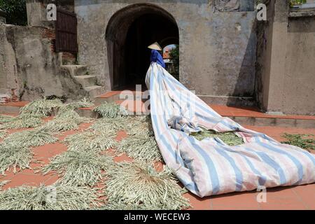 (190830) -- HANOI, Aug. 30, 2019 (Xinhua) -- A local villager transfers dried palm leaves used to make traditional conical hats in the Chuong village on the outskirts of Hanoi, capital of Vietnam on Aug. 29, 2019. Vietnam's traditional conical hats are mostly made from bamboo and palm leaves, and they are among the country's most impressive traditional costumes. People in the Chuong village have been making conical hats for about 400 years. The locals buy green palm leaves from other provinces, dry them in the sun and iron and bleach the leaves into flat slices. They then use thin strings to f Stock Photo